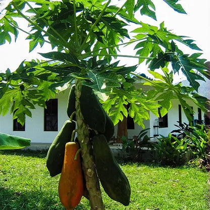 Buy Dwarf Papaya (Carica Papaya) - Plant Online at Lalitenterprise