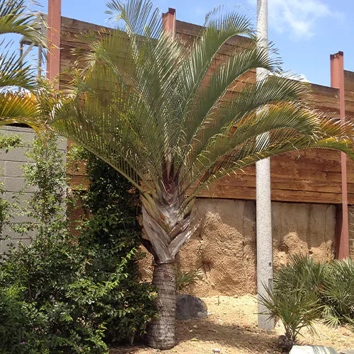 Palm Tree - Lalit Enterprise