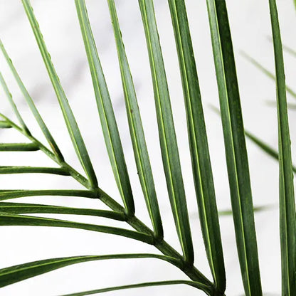 Triangle Palm Plant leaf - Lalit Enterprise