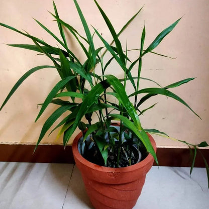 Buy True Cardamom - Plant Online at Lalitenterprise