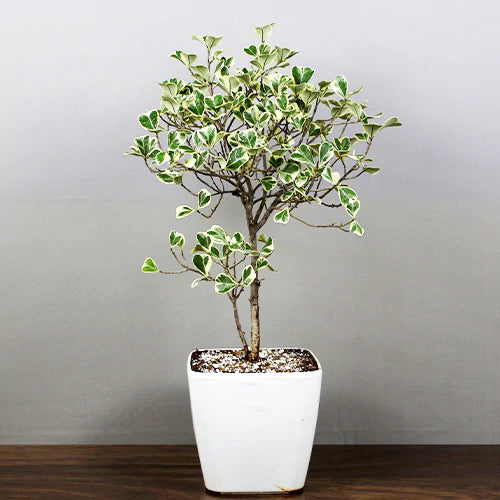 Buy Ficus Triangularis Variegata Plant - Lalit Enterprise