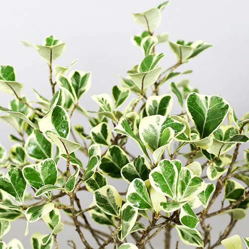 Buy Ficus Triangle – Plant Online at Lalitenterprise