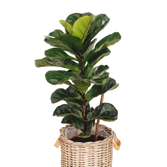 Buy Ficus Lyrata Dwarf | Fiddle leaf Fig 'Bambino' - Plant Online at Lalitenterprise