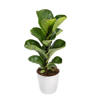 Buy Ficus Lyrata Dwarf | Fiddle leaf Fig 'Bambino' - Plant Online at Lalitenterprise