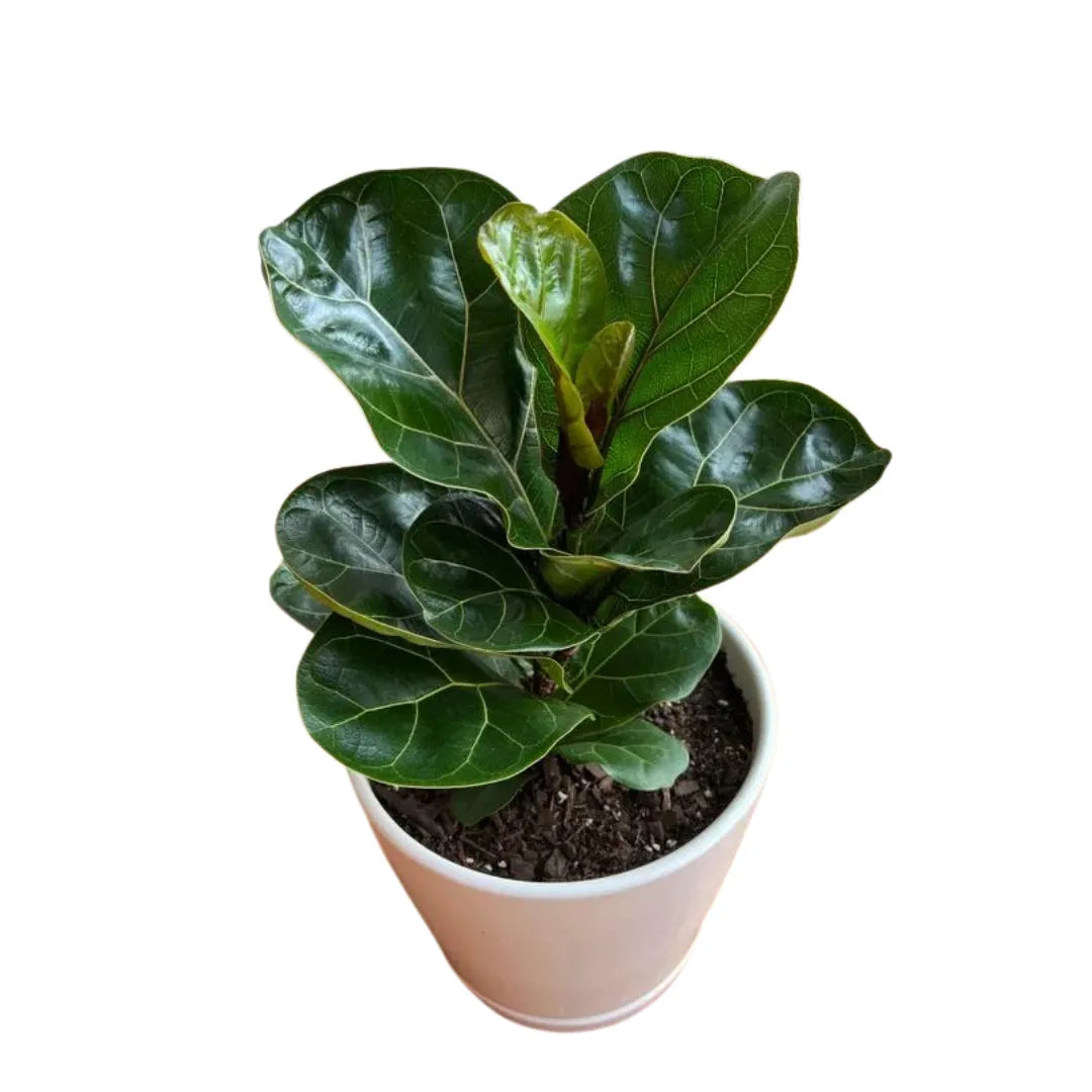 Buy Ficus Lyrata Dwarf - Plant Online at Lalitenterprise