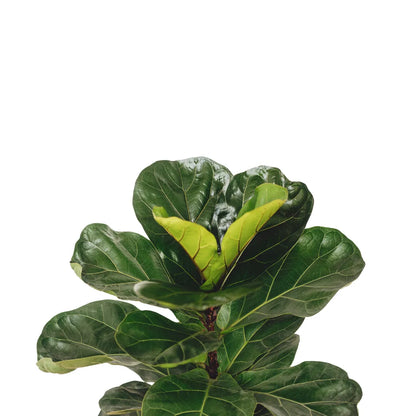 Buy Fiddle leaf Fig 'Bambino' - Plant Online at Lalitenterprise