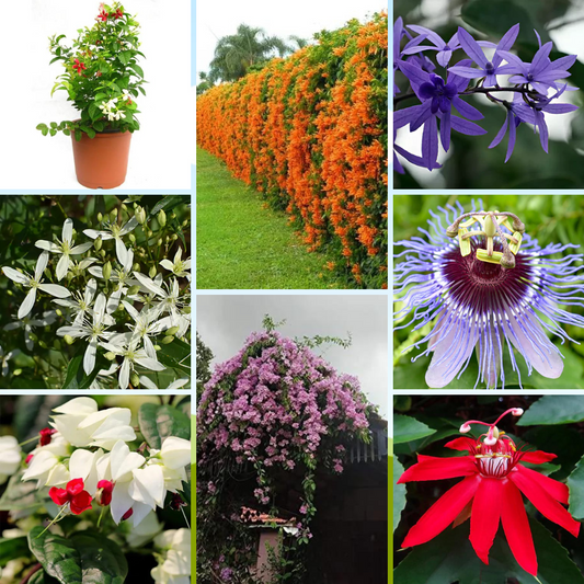 Buy Flowering Vines | Bushy Creeper Plants (Combo Pack of 8) Online at Lalitenterprise
