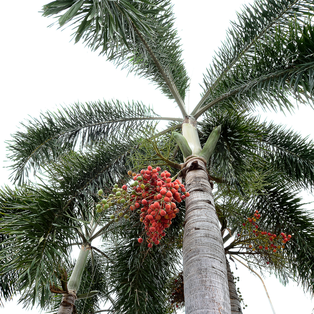 Buy Wodyetia Palm - Lalit Enterprise