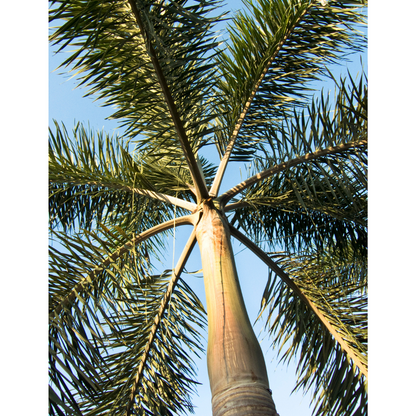 Buy Low maintenance Plant - Lalit Enterprise
