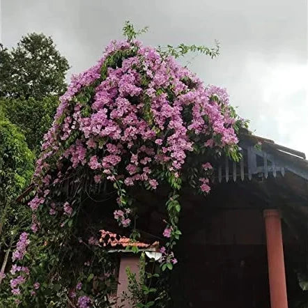Buy Garlic Vine (Mansoa Alliacea) - Plant Online at Lalitenterprise