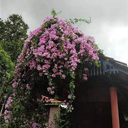 Buy Garlic Vine (Mansoa Alliacea) - Plant Online at Lalitenterprise