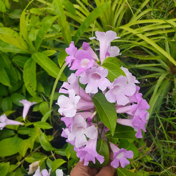 Buy Mansoa Alliacea - Plant Online at Lalitenterprise