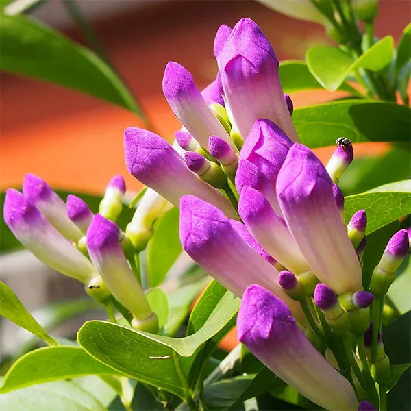Buy Garlic Vine - Plant Online at Lalitenterprise