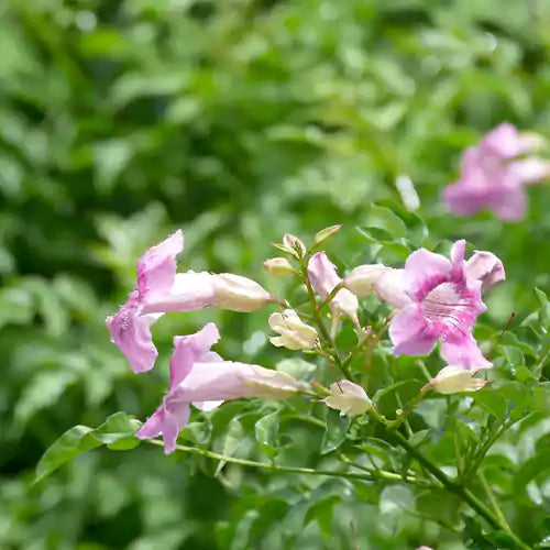 Buy Mansoa Alliacea - Plant Online at Lalitenterprise
