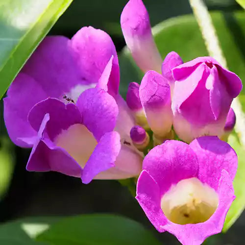 Buy Garlic Vine (Mansoa Alliacea) - Plant Online at Lalitenterprise
