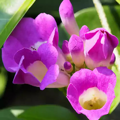 Buy Garlic Vine (Mansoa Alliacea) - Plant Online at Lalitenterprise
