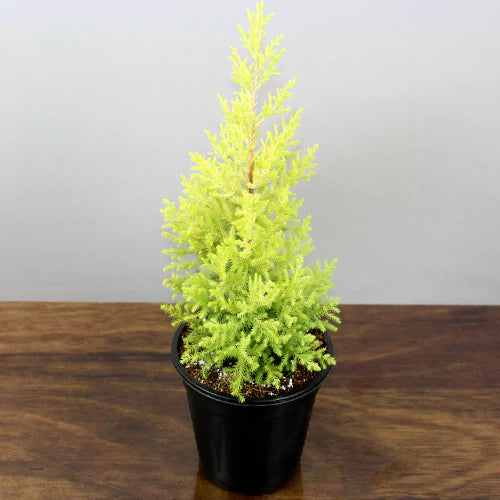 Buy Golden Cypress - Plant Online at Lalitenterprise