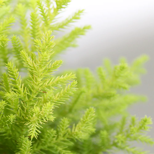 Buy Golden Cypress (Cupressus Golden) - Plant Online at Lalitenterprise