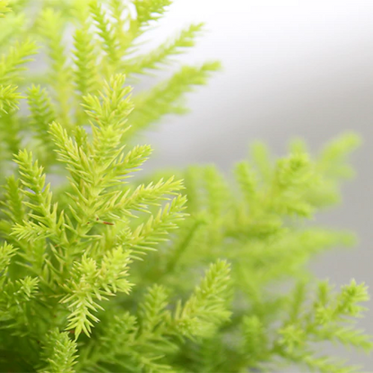 Buy Golden Cypress (Cupressus Golden) - Plant Online at Lalitenterprise