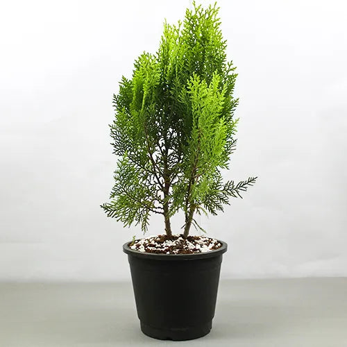 Buy Thuja, Golden Vidya Compacta (Morpankhi) - Plant Online at Lalitenterprise
