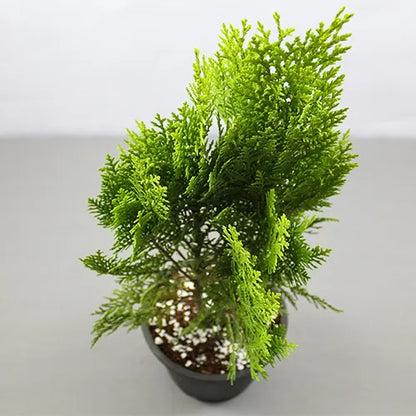 Buy Thuja, Golden Vidya Compacta (Morpankhi) - Plant Online at Lalitenterprise