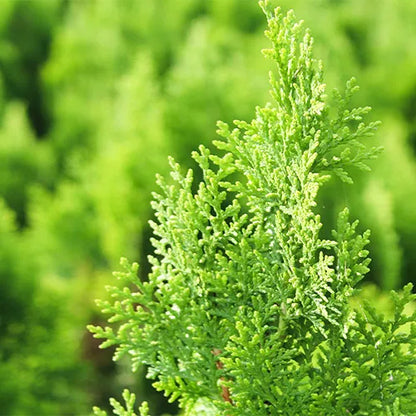 Buy Thuja, Golden Vidya Compacta (Morpankhi) - Plant Online at Lalitenterprise