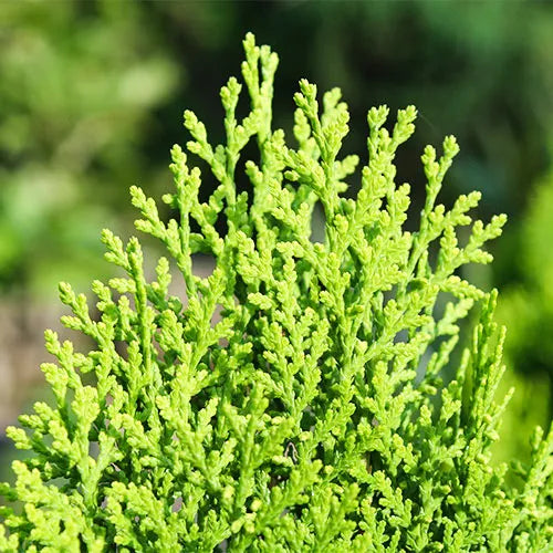 Buy Thuja, Golden Vidya Compacta (Morpankhi) - Plant Online at Lalitenterprise