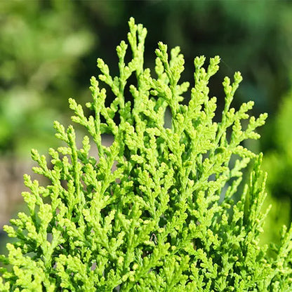 Buy Thuja, Golden Vidya Compacta (Morpankhi) - Plant Online at Lalitenterprise