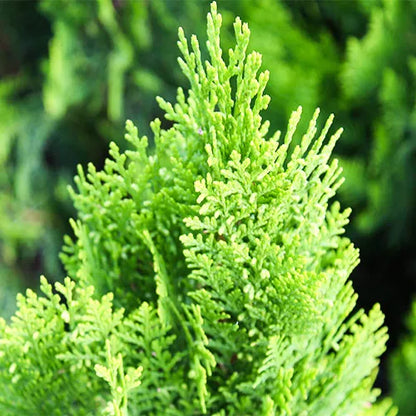 Buy Thuja, Golden Vidya Compacta (Morpankhi) - Plant Online at Lalitenterprise