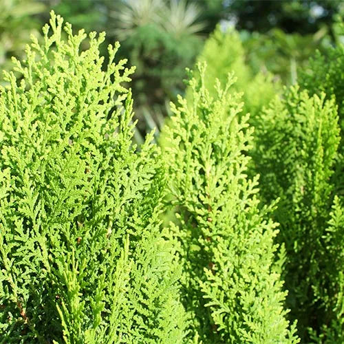 Buy Thuja, Golden Vidya Compacta (Morpankhi) - Plant Online at Lalitenterprise