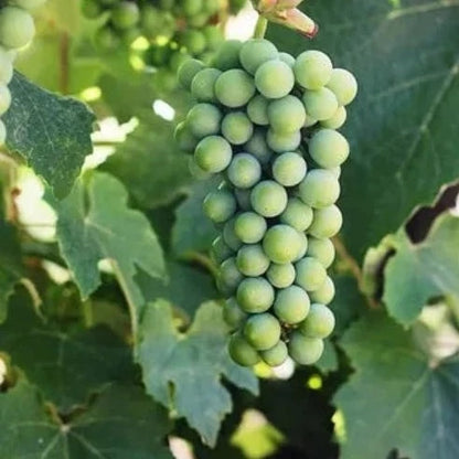 Buy Grafted Grape Fruit (Vitis Vinifera) "Angoor Vine" - Plant Online at Lalitenterprise