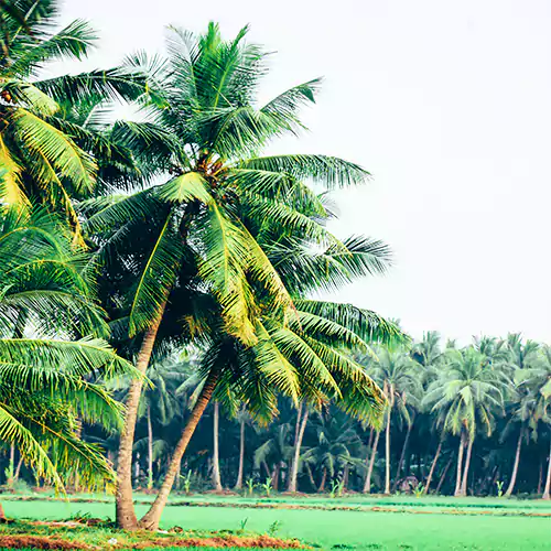 Tree of Kerala Plant - Lalit Enterprise