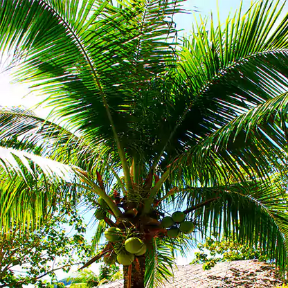 Buy Coconut Tree - Lalit Enterprise