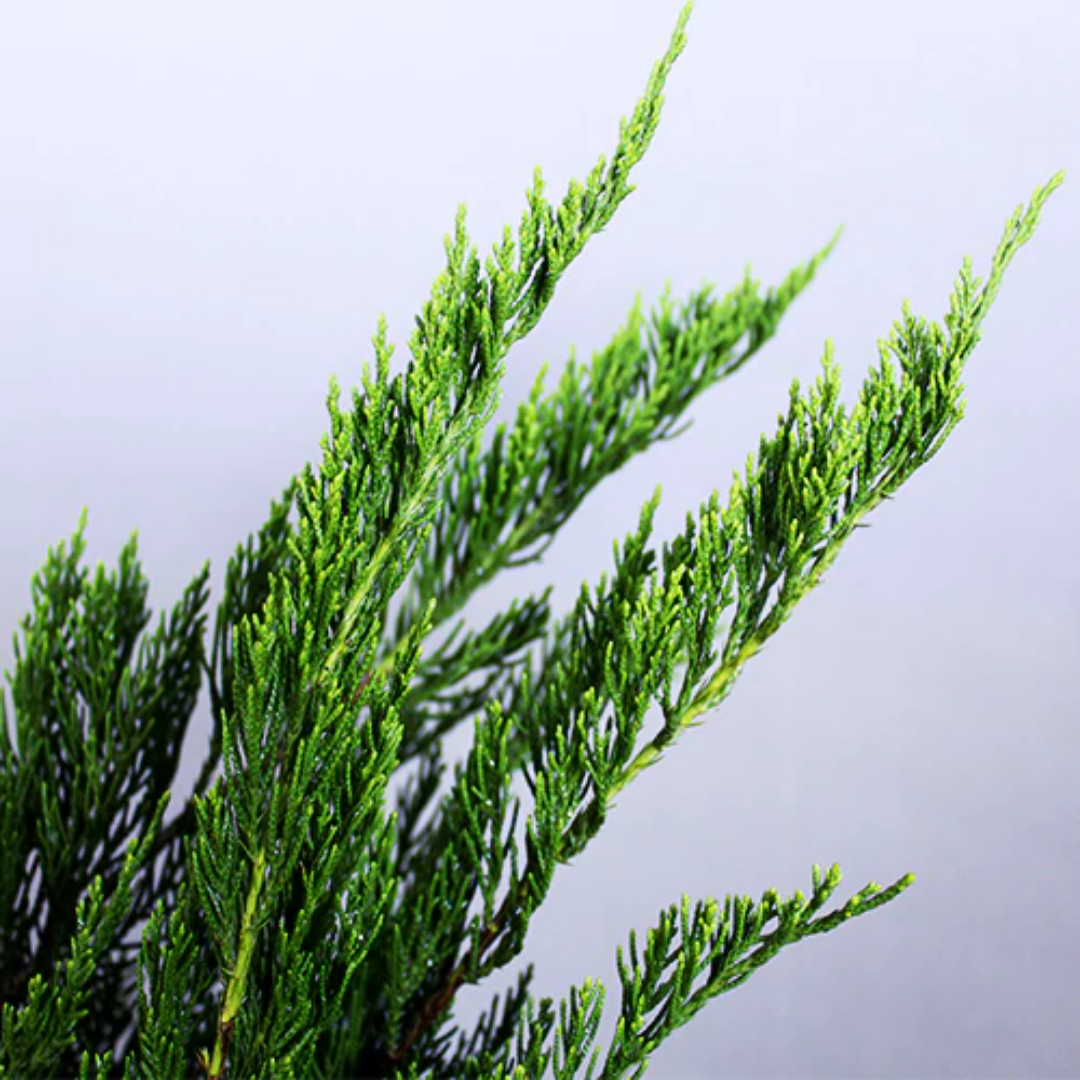 Buy Green London Pine - Plant Online at Llaitenterprise