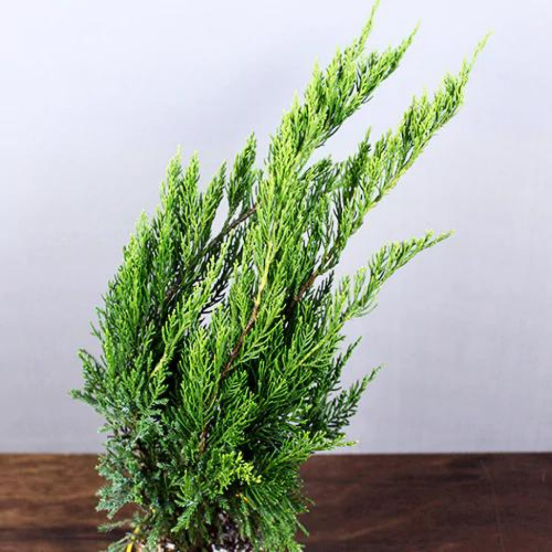 Buy Green London Pine - Plant Online at Llaitenterprise