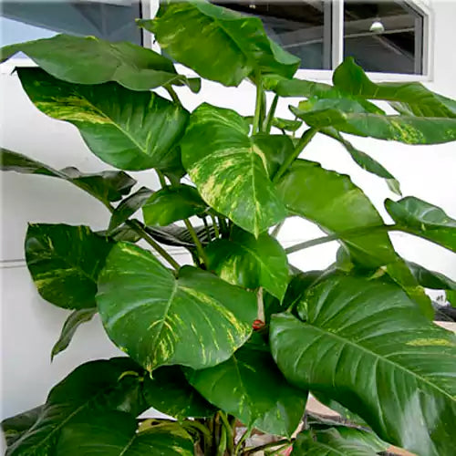 Buy Money Plant | Green Manchester Pothos (Big leaf) Online at Lalitenterprise