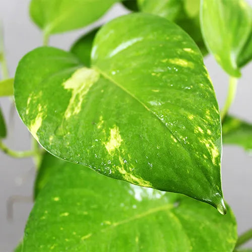 money leaves plant Money Plant
