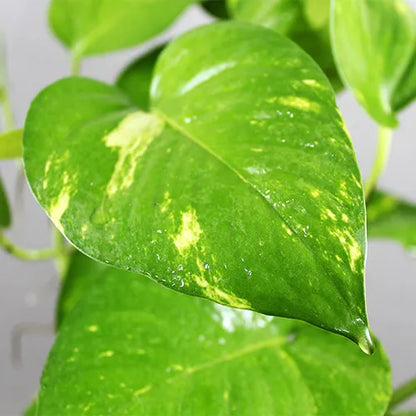 Buy Money Plant | Green Manchester Pothos (Big leaf) Online at Lalitenterprise