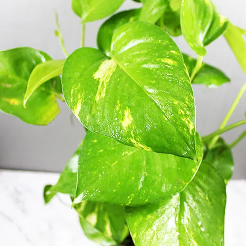 Buy Money Plant | Green Manchester Pothos (Big leaf) Online at Lalitenterprise