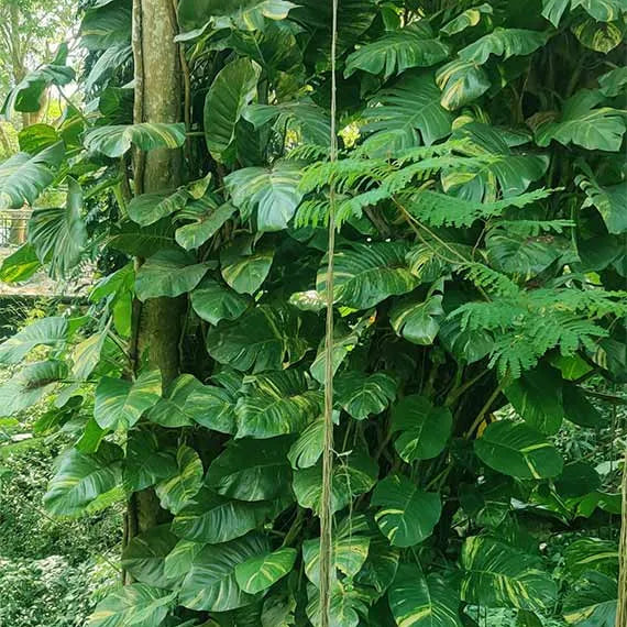 Buy Money Plant | Green Manchester Pothos (Big leaf) Online at Lalitenterprise