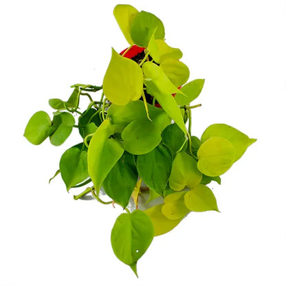 philodendron cordatum goldilocks Philodendron Oxycardium Golden (Heartleaf Philodendron)