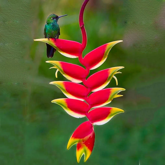 Buy Heliconia Rostrata Plant - Lalit Enterprise 