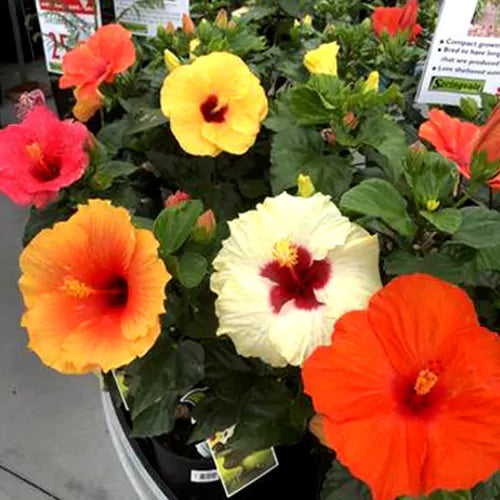 Hibiscus Flower 6 Plants Combo (Pack of Multicolored)