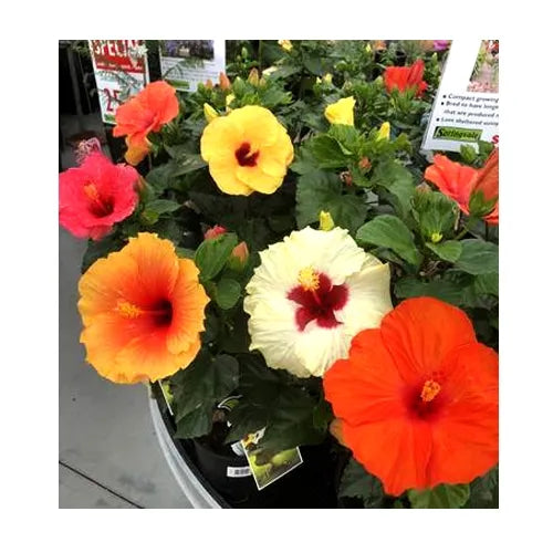 Hibiscus Flower 2 Plants Combo (Pack of Multicolored)