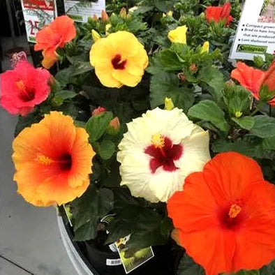 Buy Hibiscus Flower Plant Online at Lalitenterprise