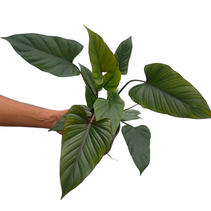 Buy Homalomena Dark Triangle 'Black' - Plant online at Lalitenterprise