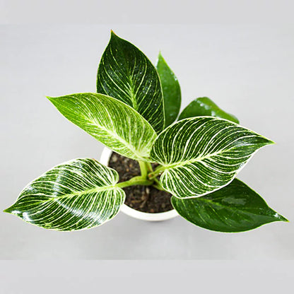 Buy Online Philodendron Birkin -Lalit Enterpiise