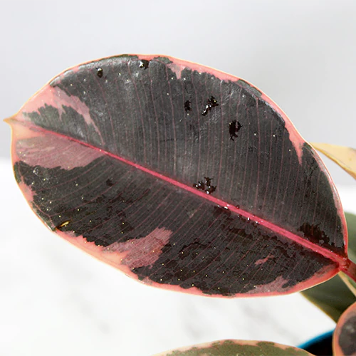 Ficus Elastica Ruby – Rubber Plant