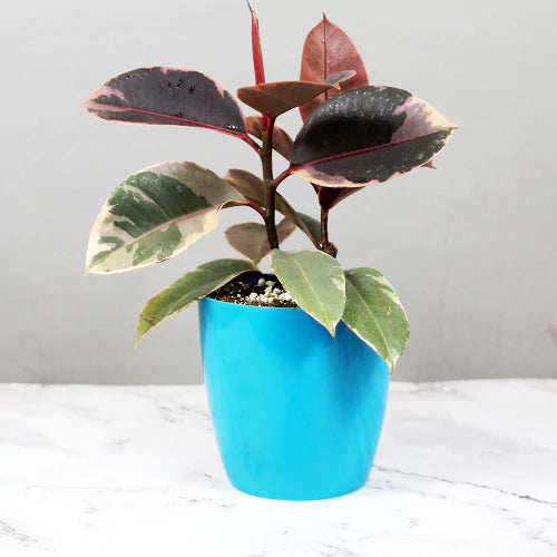 Ficus Elastica Ruby – Rubber Plant