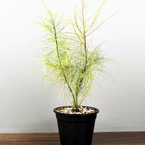 Combo Pack of 2 Casuarina 'Outdoor' - Plants